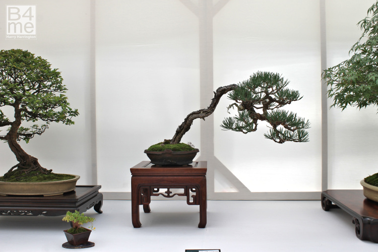 Pinus sylvestris Scots Pine bonsai